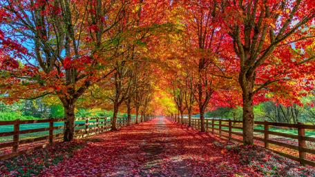 Autumn Splendor on a Tree-Lined Road wallpaper