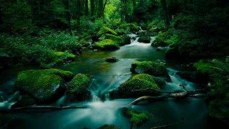 Moss-Covered Serenity in a Lush Forest wallpaper
