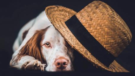 Charming Dog in a Stylish Straw Hat wallpaper