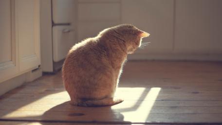 Quiet Cat in Soft Sunlight Shadows wallpaper