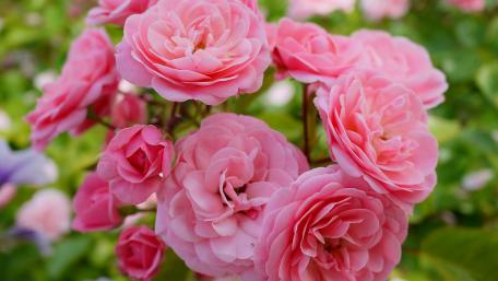 Elegant Pink Roses in Bloom wallpaper