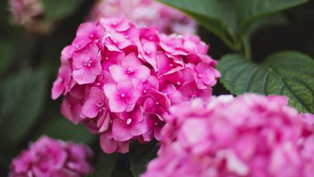 Blooming Pink Hydrangeas Bring Vibrance to Any Space wallpaper