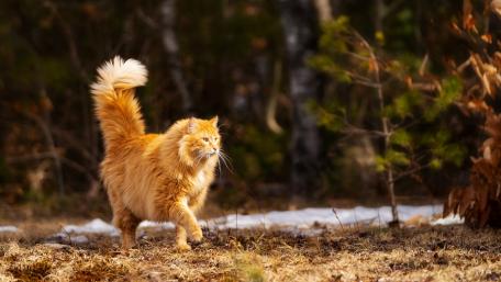 Majestic Red Cat Exploring Nature wallpaper