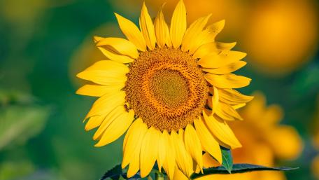 Radiant Sunflower Blooming Brightly in Summer Sunlight wallpaper