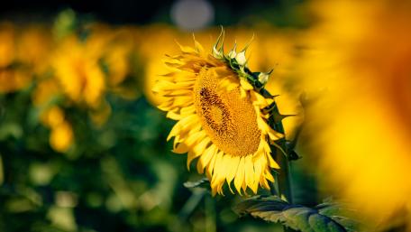 Bright Sunflowers in a Warm Summer Field wallpaper