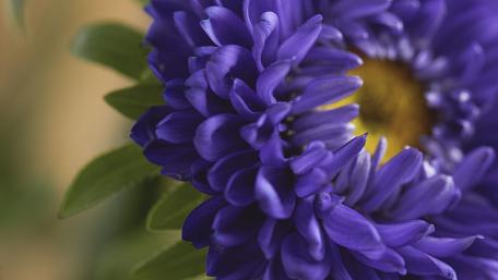 Vibrant Close-Up of Purple Flower Beauty wallpaper