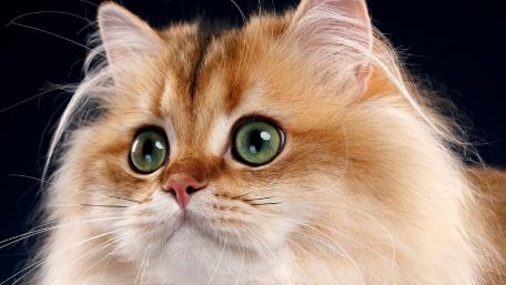 Feline Elegance Golden Cat Portrait Wall Art wallpaper