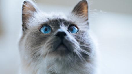 Captivating Birman Cat with Stunning Blue Eyes wallpaper