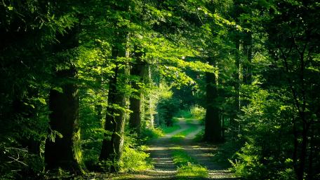 Forest Pathway Inviting Journey Through Nature's Green Sanctuary wallpaper