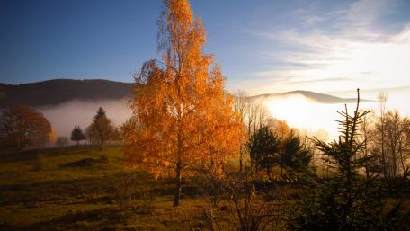 Golden Autumn Morning in the Misty Landscape wallpaper