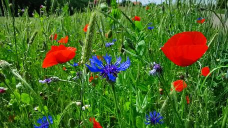 Vibrant Wildflower Meadow in Bloom wallpaper