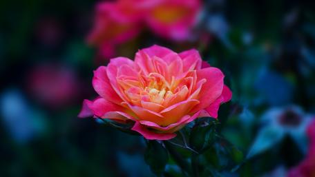 Radiant Pink Rose Blossom Wallpaper wallpaper