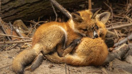 Adorable Fox Cubs Cuddling Together wallpaper
