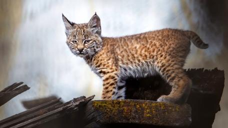 Adorable Bobcat Cub in Nature's Playgrounds wallpaper