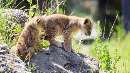 Lion Cubs Exploring Nature wallpaper