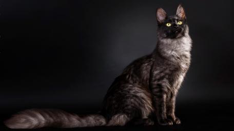 Elegant Gray Cat on a Dark Background wallpaper