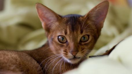 Charming Cat Portraits in Soft Tones wallpaper