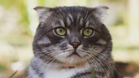 Majestic Feline with Striking Eyes wallpaper