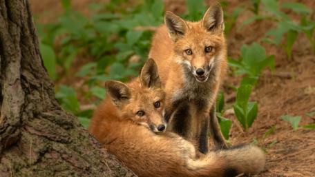 Curious Foxes in Their Natural Habitat wallpaper