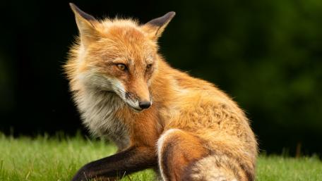 Majestic Fox in Nature's Embrace wallpaper