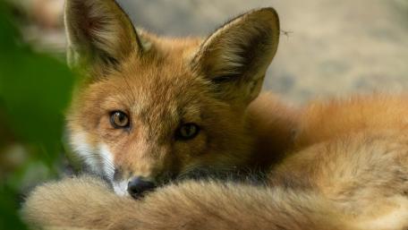 Fox in Tranquil Resting Pose wallpaper