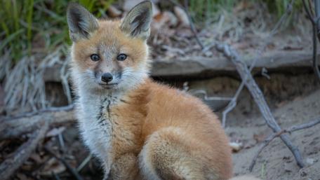 Adorable Fox Cub in Nature Scene wallpaper