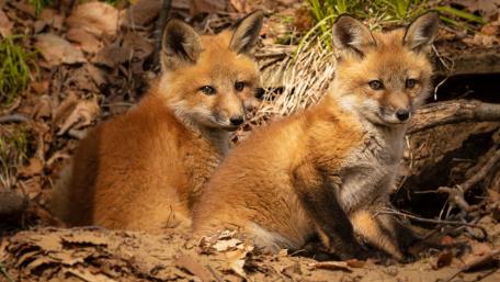 Adorable Fox Cubs Exploring Their Habitat wallpaper
