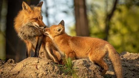 Playful Fox Cub and Parent in Nature wallpaper