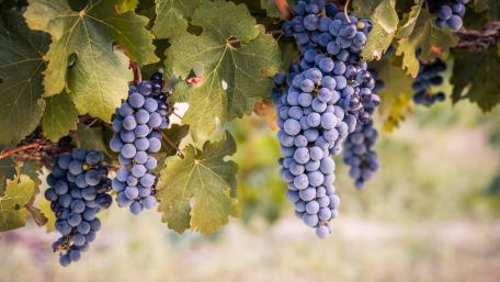 Bountiful Autumn Grape Harvest wallpaper