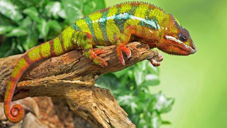 Vibrant Chameleon on a Branch wallpaper