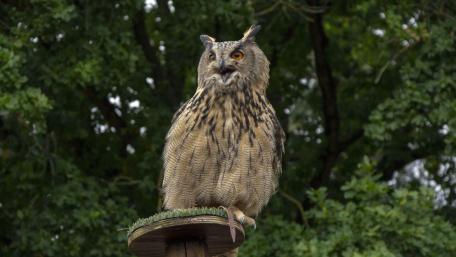 Majestic Owl Perched in Nature's Beauty wallpaper