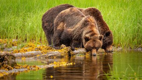 Bears by the Waterside in Wilderness wallpaper