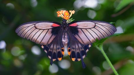 Majestic Butterfly with Vibrant Wings in Nature's Embrace wallpaper