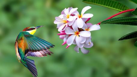 Nature's Tiny Jewel in 4K wallpaper