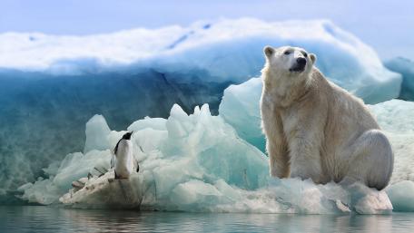Majestic Polar Companions in Frozen Wilderness wallpaper