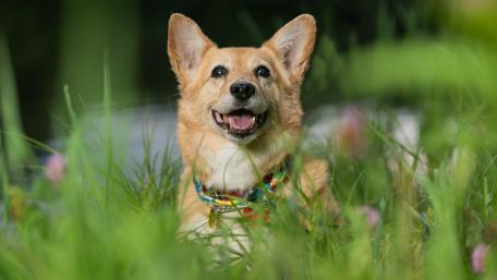 Joyful Corgi in Nature's Embrace wallpaper