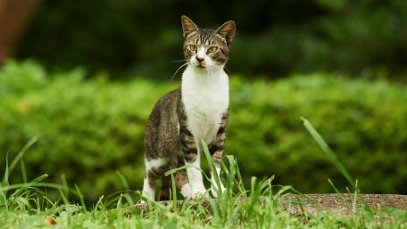 Majestic Domestic Cat in Nature Scene wallpaper