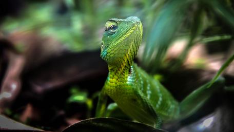 Vibrant Green Lizard in Nature's Embrace wallpaper