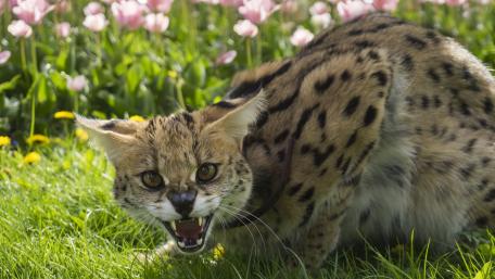 Fierce Ocelot Among Vibrant Tulips wallpaper