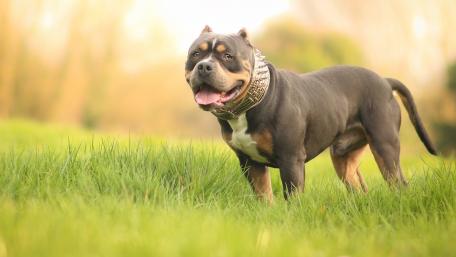 American Pit Bull Terrier wallpaper