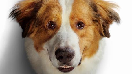Happy dog wallpaper