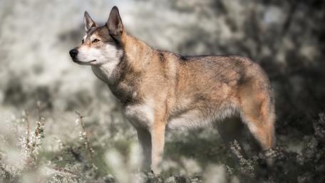 Majestic Wolfdog in Nature Scene wallpaper