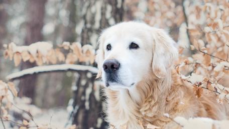 Golden Retriever in Winter Wonderland wallpaper