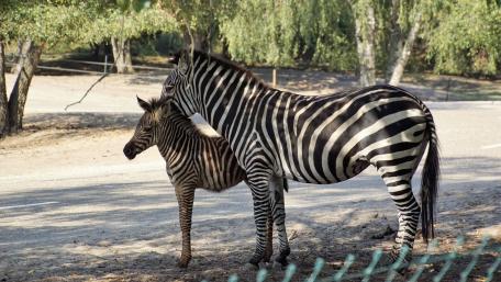 Zebra mother with child wallpaper