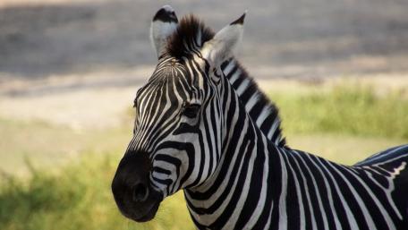 Zebra wallpaper