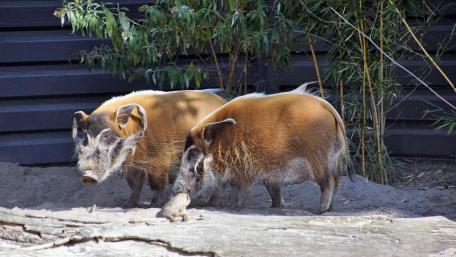 Bearded pigs wallpaper