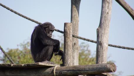 Chimpanzee wallpaper
