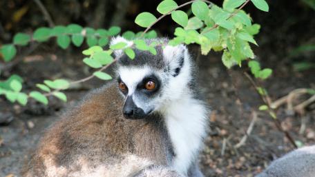Lemur wallpaper