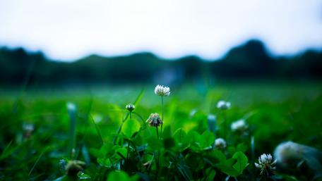 Clover blossom wallpaper