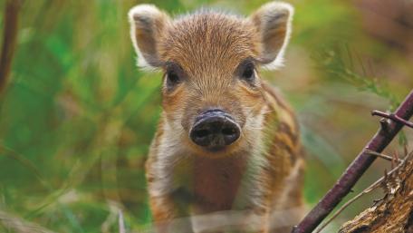 Adorable Wild Boar Cub Close-up Showcase wallpaper